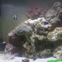 29 gallons saltwater fish tank (mostly fish, little/no live coral) - Tank with new rocks