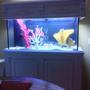 fish tank picture - 90 gallon custom built stand and canopy