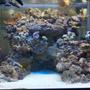 45 gallons reef tank (mostly live coral and fish) - 45 cube