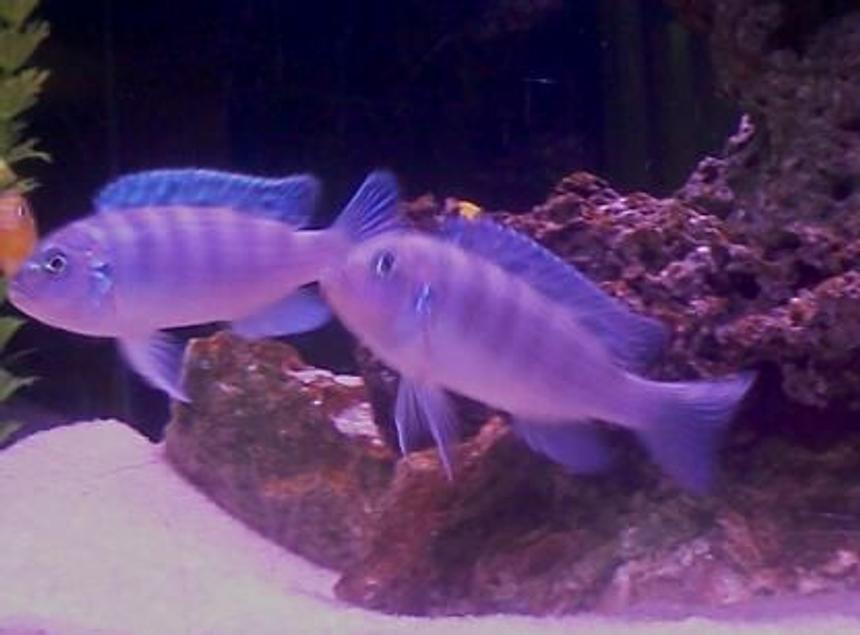 Rated #45: Freshwater Fish - Metriaclima Lombardoi - Kenyi Cichlid Stocking In 40 Gallons Tank - Kenyi  Two females