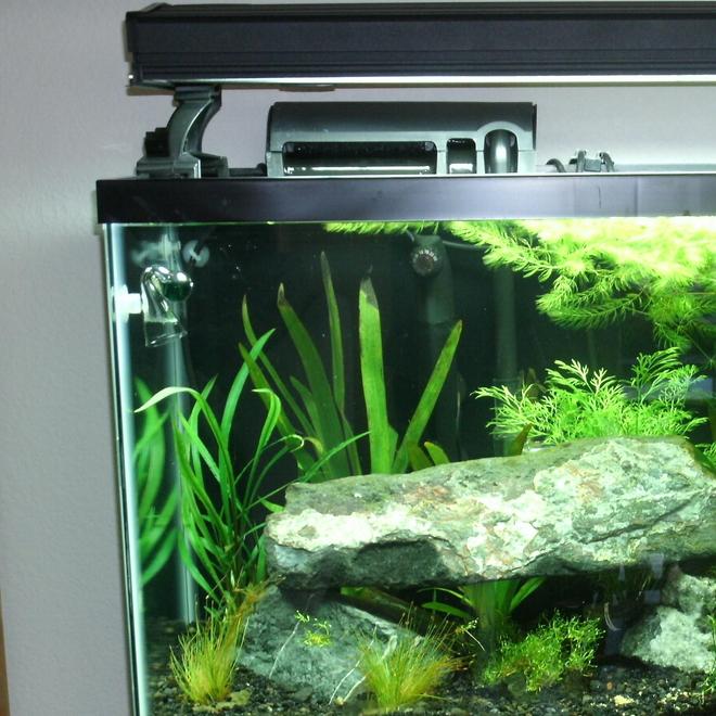 150 gallons planted tank (mostly live plants and fish) - 30 gallon