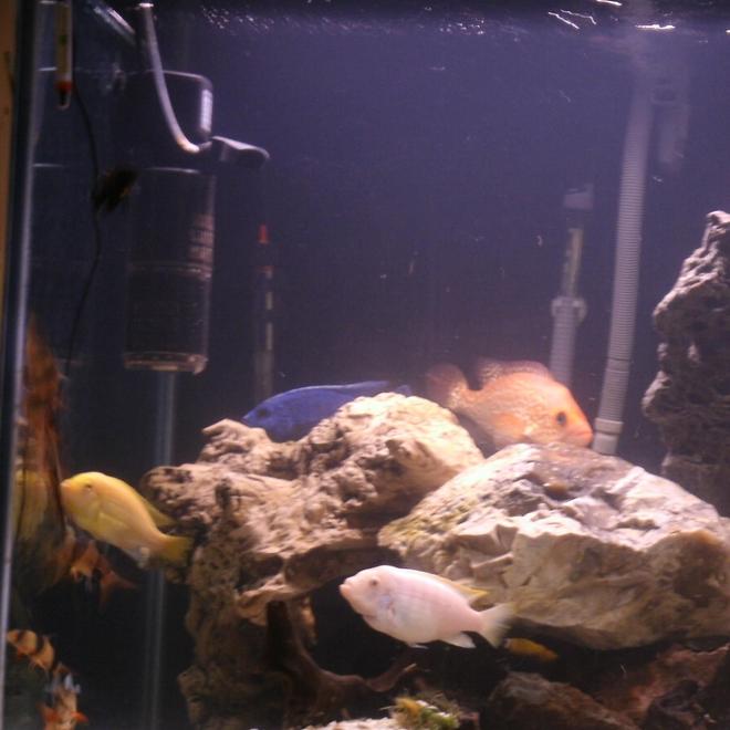 150 gallons freshwater fish tank (mostly fish and non-living decorations) - 150 gallon cichlid tank with a Petenia Splendida