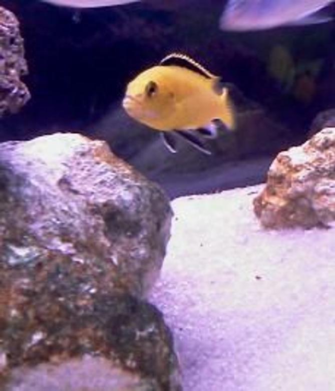 freshwater fish - labidochromis caeruleus - electric yellow cichlid stocking in 40 gallons tank - Male lab