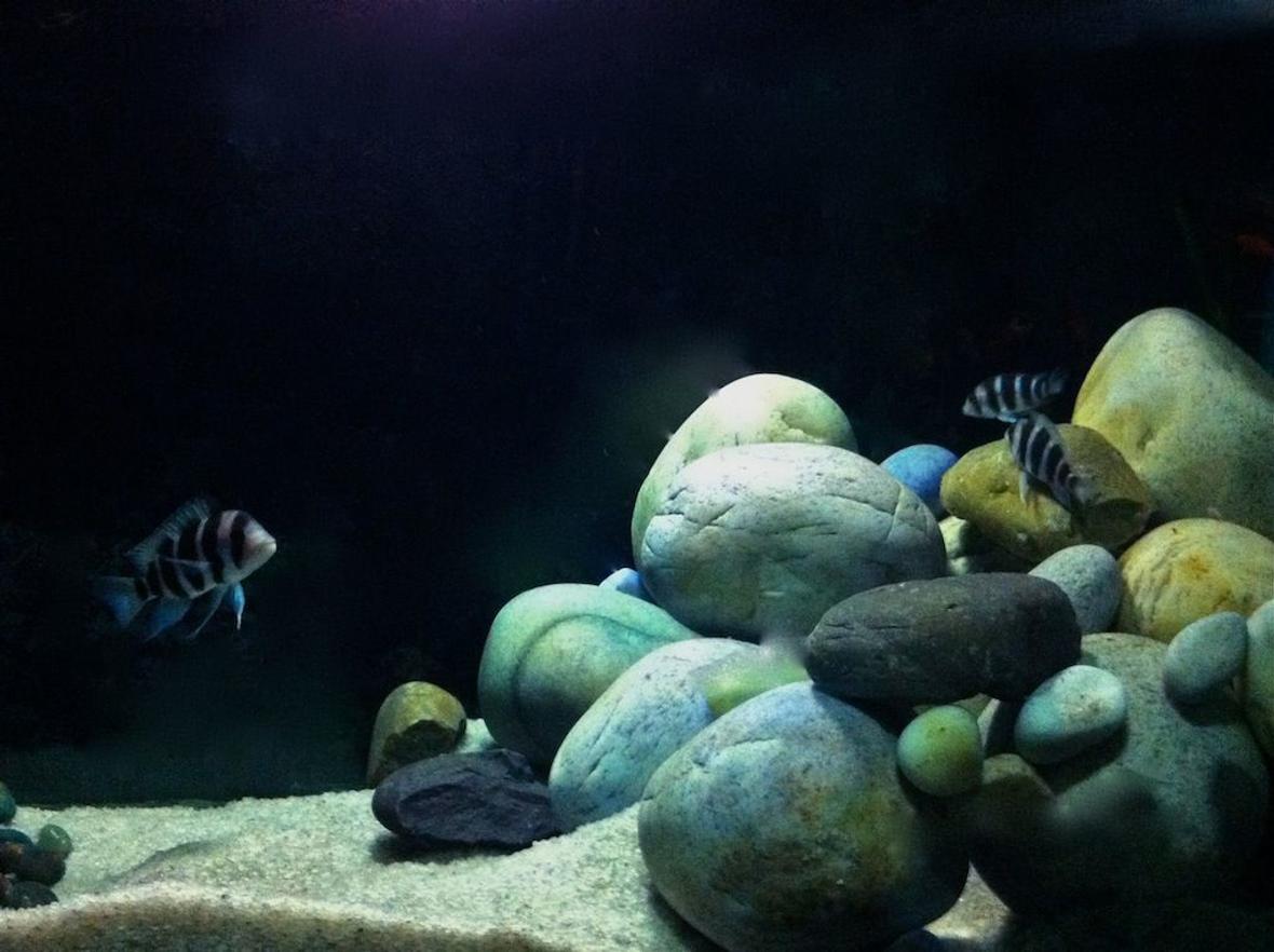 freshwater fish - cyphotilapia frontosa - frontosa cichlid stocking in 60 gallons tank - frontosa biotope