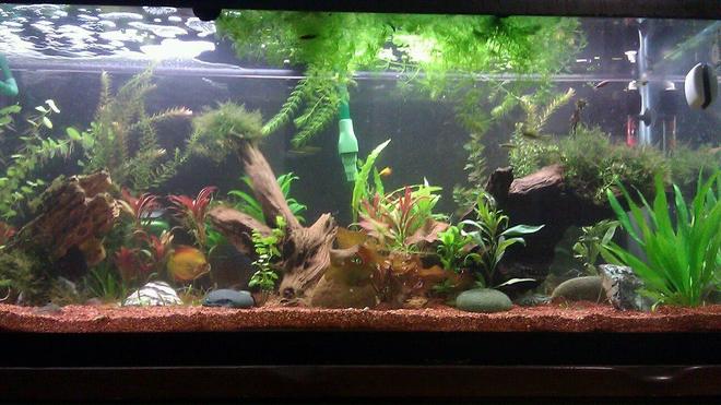75 gallons planted tank (mostly live plants and fish) - 75 Gallon Planted