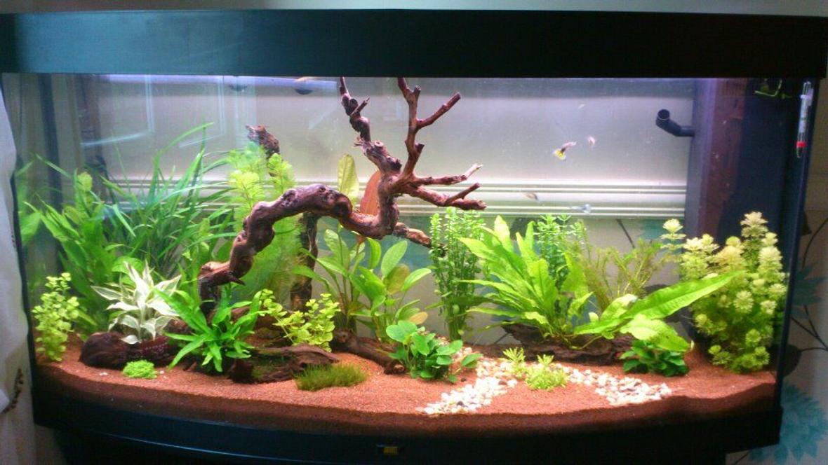57 gallons planted tank (mostly live plants and fish) - 4ft 260lt planted tank mainly for dwaft shrimp keeping