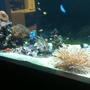 800 gallons reef tank (mostly live coral and fish) - About 1/3 stocked currently 160kg live rock with various corals, anemones, shrimp, prawns, crabs, starfish and fish