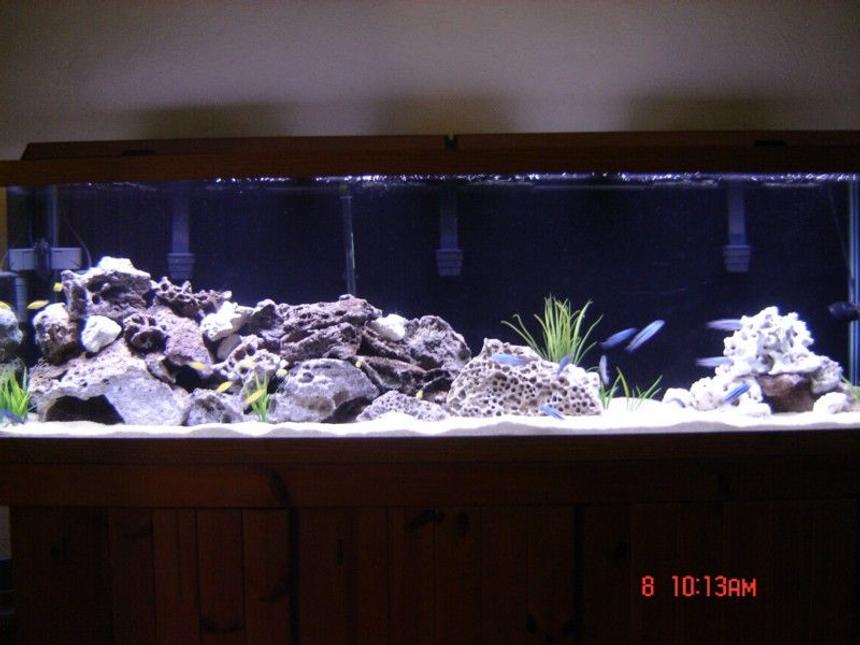 Rated #17: 125 Gallons Freshwater Fish Tank - 125 Gallon Mbuna Tank