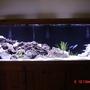 125 gallons freshwater fish tank (mostly fish and non-living decorations) - 125 Gallon Mbuna Tank