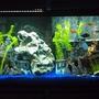 60 gallons freshwater fish tank (mostly fish and non-living decorations) - 60 Gallon Cichlid Tank, what do you guys think?