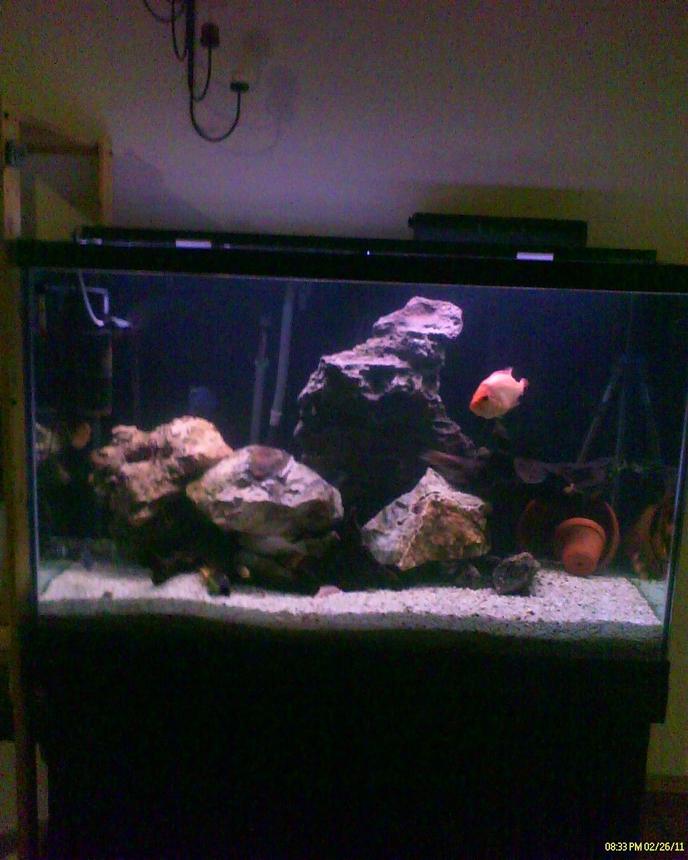 150 gallons freshwater fish tank (mostly fish and non-living decorations) - Full Pic from Cellular phone of big tank before rearrangement for Moorii Dolphin Cichlids