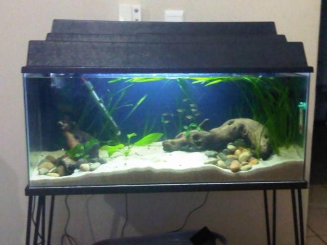 29 gallons planted tank (mostly live plants and fish) - 1 month old, Semi-planted comunity tank.