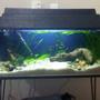29 gallons planted tank (mostly live plants and fish) - 1 month old, Semi-planted comunity tank.