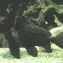 freshwater fish - myxocyprinus asiaticus - chinese high fin banded shark stocking in 66 gallons tank - A Chinese Banded Loach - or High Fin Loach. He is almost six inches in length.