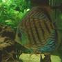 freshwater fish - symphysodon aequifasciata - royal blue discus stocking in 66 gallons tank