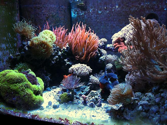 70 gallons reef tank (mostly live coral and fish) - 70g CUBE