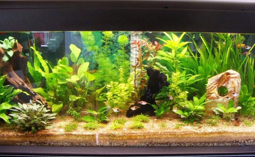 Rated #54: 62 Gallons Planted Tank - 240l planted started july 2011