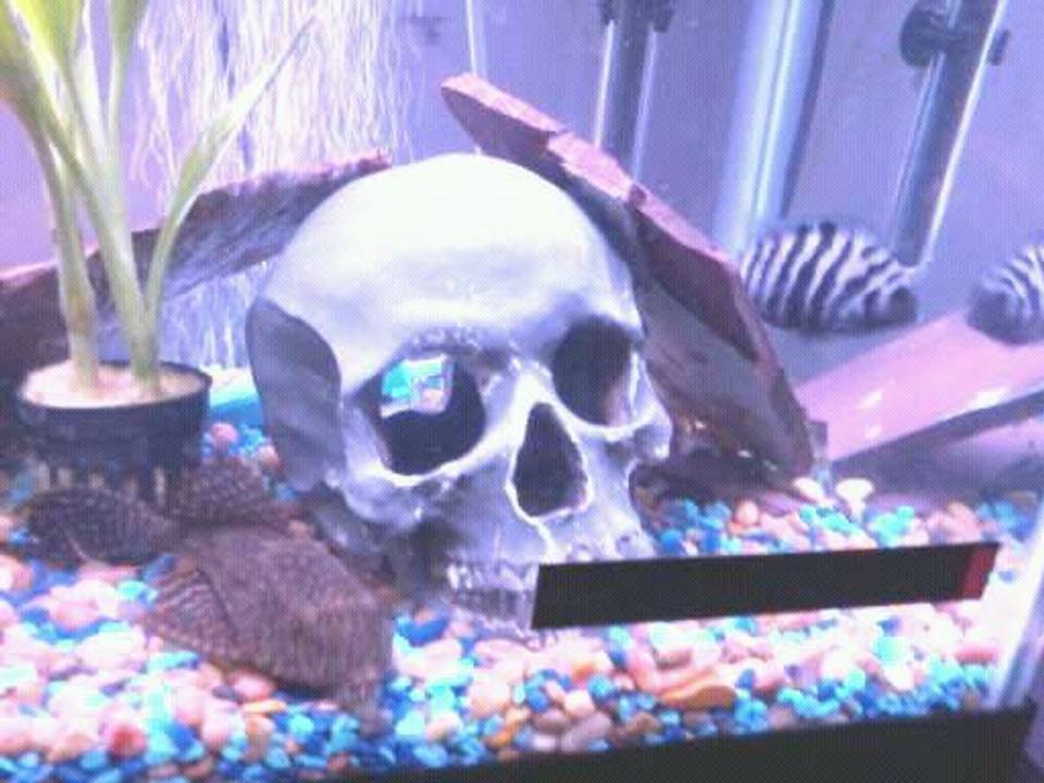 freshwater fish - archocentrus nigrofasciatus - black convict cichlid stocking in 55 gallons tank - pleco