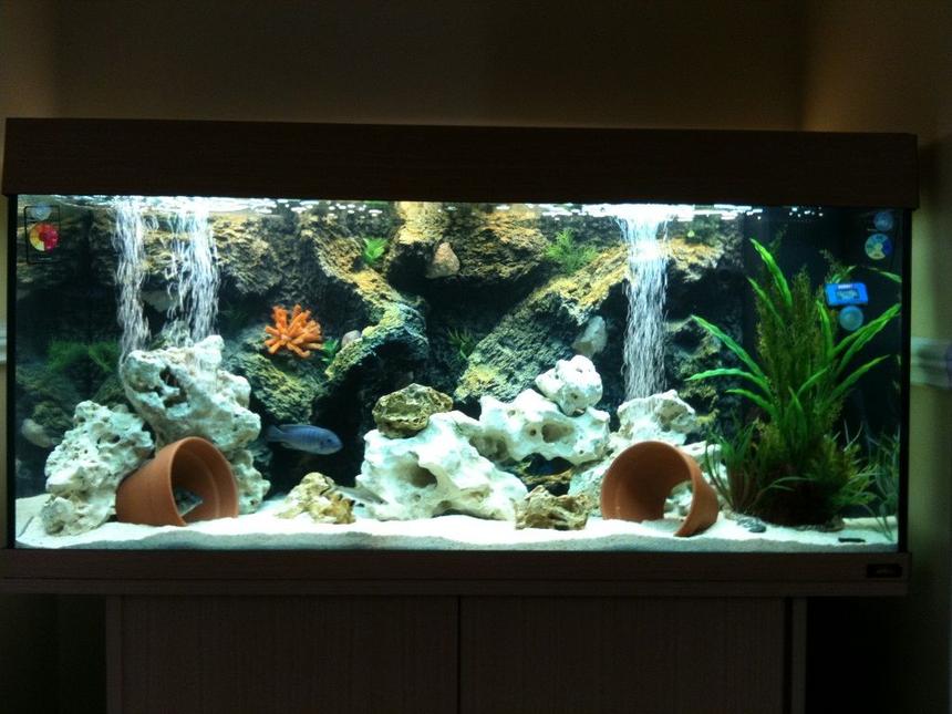Rated #11: 50 Gallons Freshwater Fish Tank - my juwel rio180 malawi cichlid tank setup
