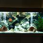 50 gallons freshwater fish tank (mostly fish and non-living decorations) - my juwel rio180 malawi cichlid tank setup
