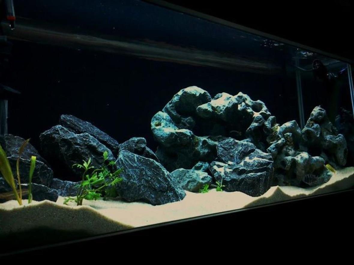 80 gallons freshwater fish tank (mostly fish and non-living decorations) - Just finished setting up my rift tank and would like to share with the world! Ive been addicted to cichlids and have been caring for them for about 5 years now.