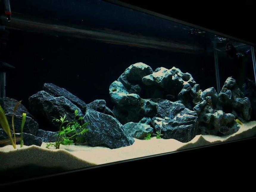 Rated #9: 80 Gallons Freshwater Fish Tank - Just finished setting up my rift tank and would like to share with the world! Ive been addicted to cichlids and have been caring for them for about 5 years now.