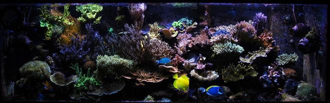 180 gallons reef tank (mostly live coral and fish) - Updated Photo 10-9-11