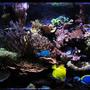 180 gallons reef tank (mostly live coral and fish) - Updated Photo 10-9-11