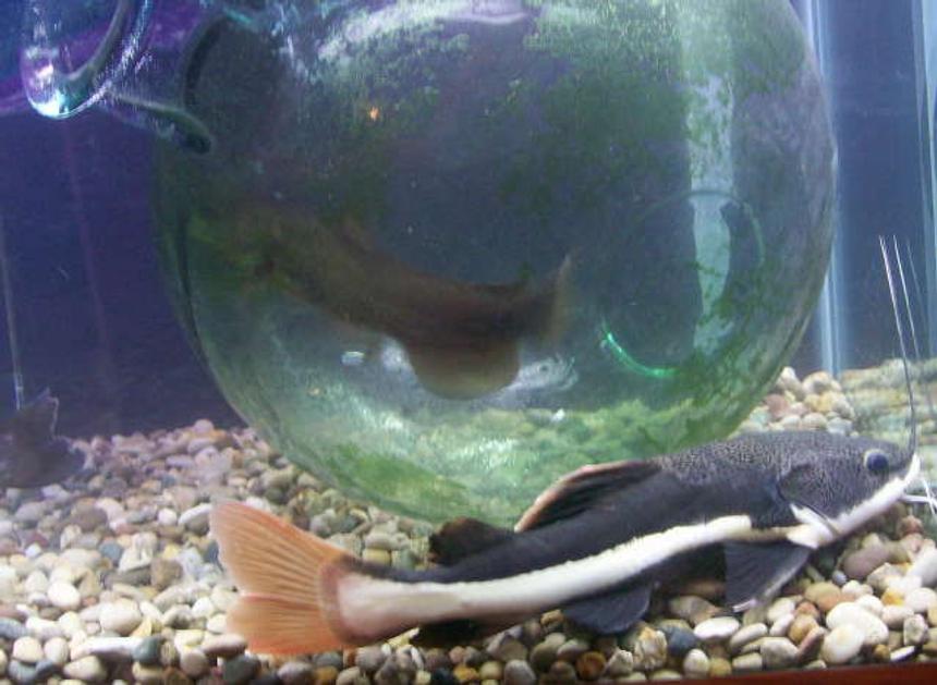 Rated #50: Freshwater Fish - Phractocephalus Hemioliopterus - Redtail Cat Stocking In 120 Gallons Tank - th red tailed and bull head