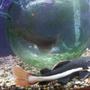 freshwater fish - phractocephalus hemioliopterus - redtail cat stocking in 120 gallons tank - th red tailed and bull head