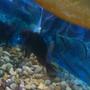 freshwater fish - tropheus duboisii - duboisi cichlid stocking in 120 gallons tank - deboise