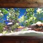 fish tank picture - 125