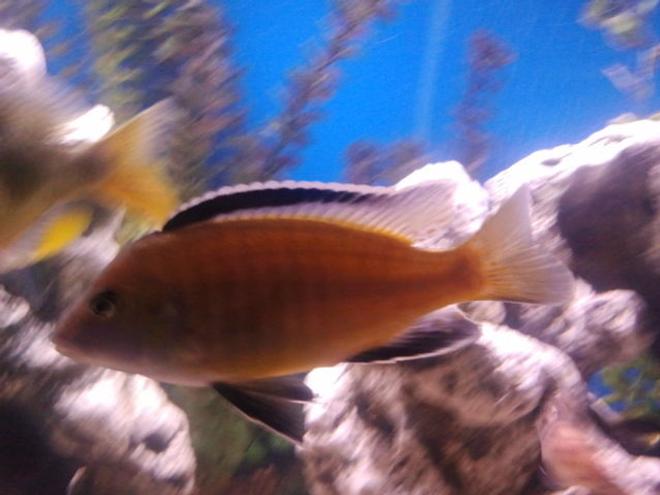 freshwater fish - labidochromis caeruleus - electric yellow cichlid stocking in 75 gallons tank - I dont know what this fish is