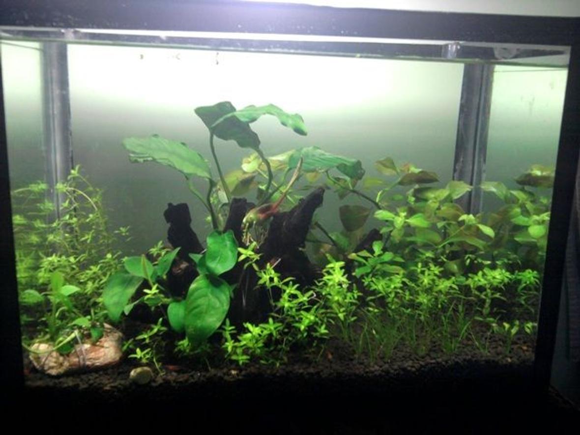 5 gallons planted tank (mostly live plants and fish) - Size:-W14 x D8.5xH 10 inch Light:-23 watt CFL Co2:- DIY Co2 Substrate:- ADA Plants:- Anubias nana,Anubias coffefolia,Anubias barteri,Anubias afzeli,ludwigiaRepens,Hair grass,Hemianthus micranthemoides Invertebrates:-shrimps and nerite snails
