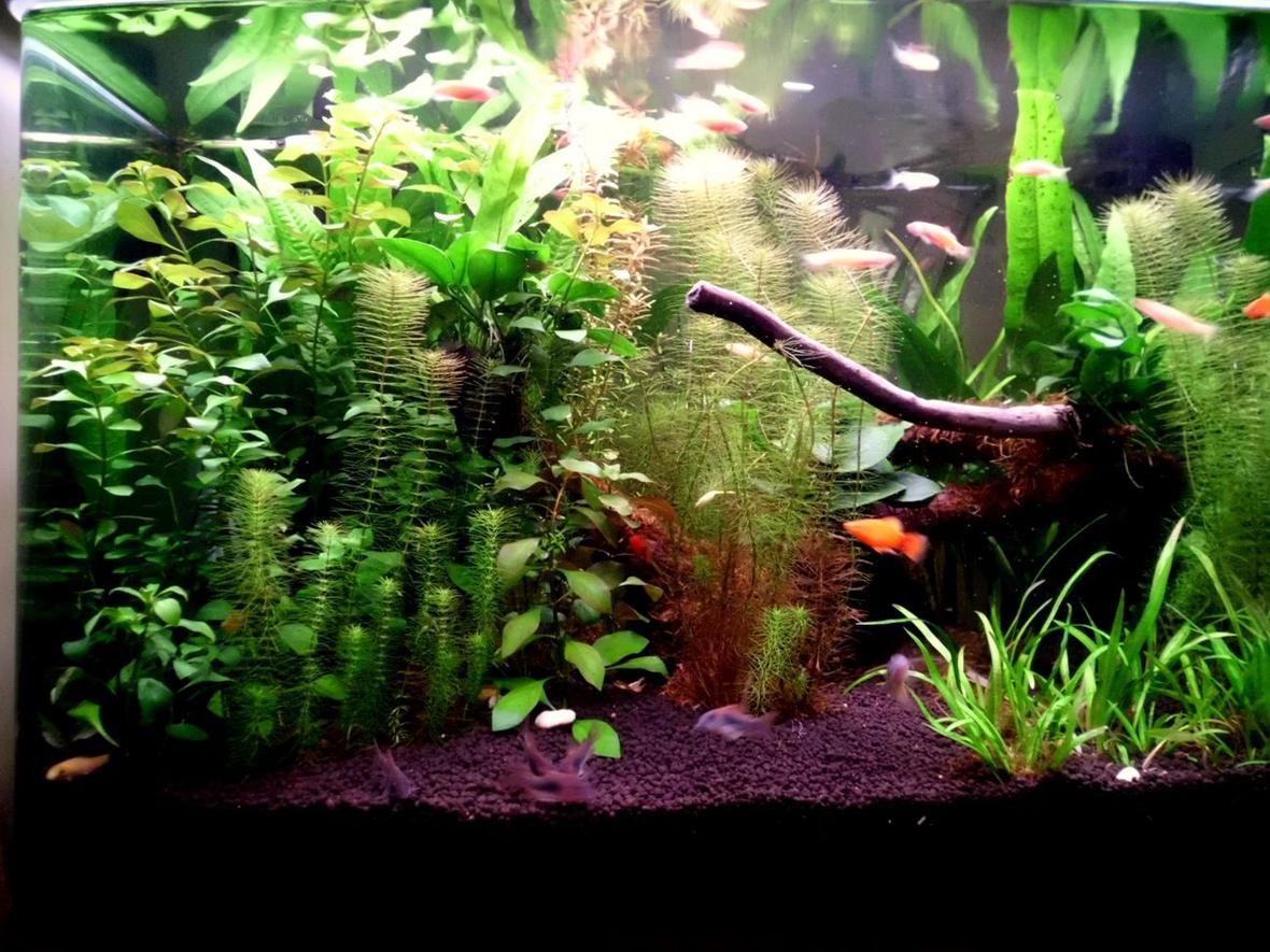 24 gallons planted tank (mostly live plants and fish) - This aquascape looks much better in real life.