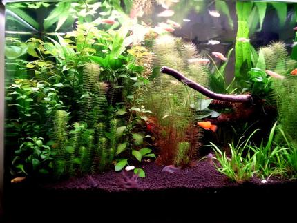 24 gallons planted tank (mostly live plants and fish) - This aquascape looks much better in real life.