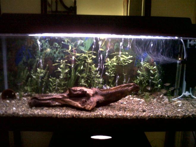 25 gallons freshwater fish tank (mostly fish and non-living decorations) - My 3foot fish tank