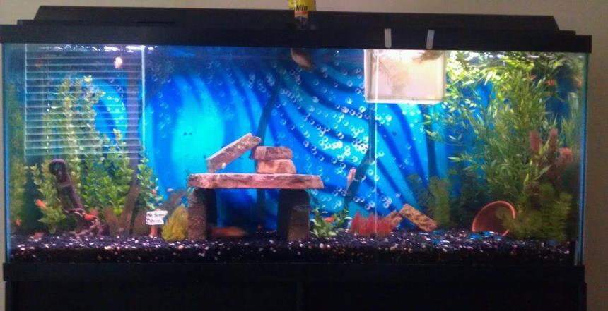 Rated #241: 55 Gallons Freshwater Fish Tank - 55 gal