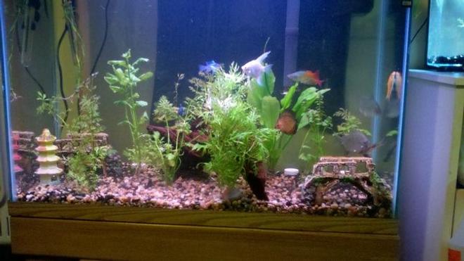 39 gallons freshwater fish tank (mostly fish and non-living decorations) - 39 Gal