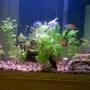 39 gallons freshwater fish tank (mostly fish and non-living decorations) - 39 Gal