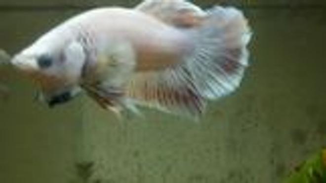 freshwater fish - betta splendens - betta stocking in 39 gallons tank - Roundtail White Betta