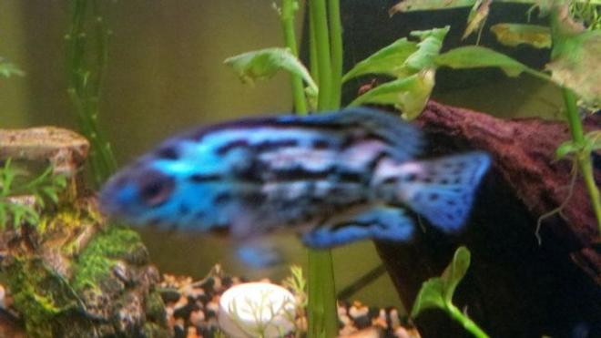 freshwater fish - nandopsis octofasciatum - electric blue jack dempsey stocking in 39 gallons tank - New Galaxy Blue Jack Dempsey