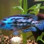 freshwater fish - nandopsis octofasciatum - electric blue jack dempsey stocking in 39 gallons tank - New Galaxy Blue Jack Dempsey
