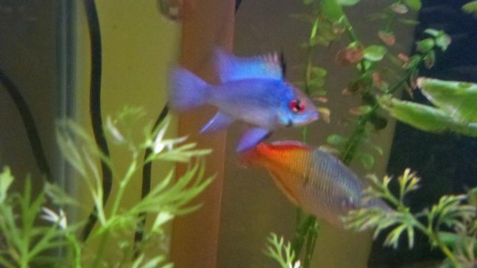 freshwater fish - papiliochromis ramirezi - electric blue ram stocking in 39 gallons tank - Electric Blue Ram