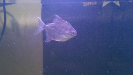 freshwater fish - metynnis argenteus - silver dollar stocking in 39 gallons tank - Red Hook I