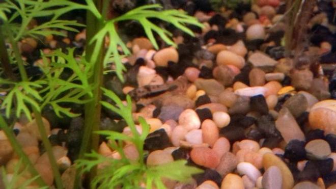 freshwater fish stocking in 39 gallons tank