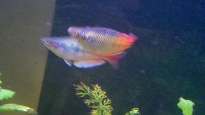 freshwater fish - melanotaenia boesemani - boesemani rainbow stocking in 39 gallons tank - Rainbow Fish I & II
