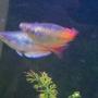 freshwater fish - melanotaenia boesemani - boesemani rainbow stocking in 39 gallons tank - Rainbow Fish I & II
