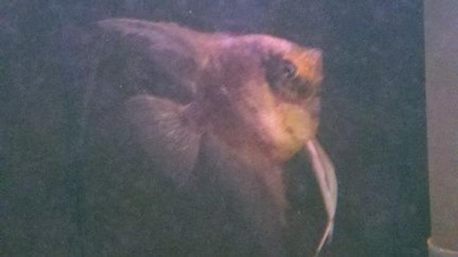 freshwater fish - pterophyllum sp. - marble veil angel stocking in 39 gallons tank - Marble Angel Fish