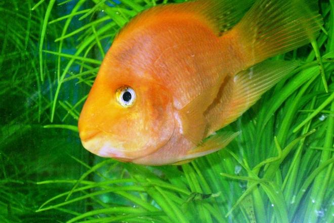 freshwater fish - heros severus x amphilophus - blood parrot stocking in 45 gallons tank - Blood Parrot Cichlid- A new wonder to my newly added cichlidd tank. About 4-5'' long.